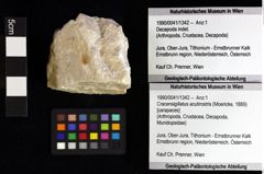 Foto (Objket + Etiketten) von Cracensigillatus acutirostris (Moericke, 1889) 